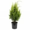 BAUHAUS Lawsons Scheinzypresse Chamaecyparis Lawsoniana 'Yvonne', Aktuelle Wuchshöhe: 20 Cm - 30 Cm -Gartenpflanzen Verkäufe 12 206