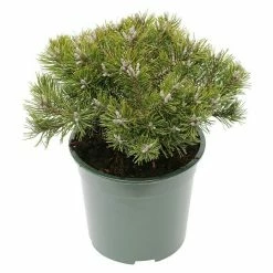 BAUHAUS Berg-Kiefer Pinus Mugo 'Klostergrün', Topfvolumen: 2,3 L, Aktuelle Wuchshöhe: 10 Cm