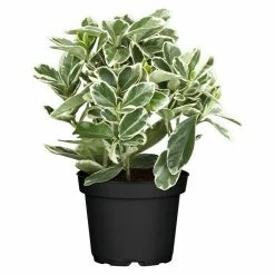 BAUHAUS Piardino Spindelstrauch Euonymus Fortunei, Artenabhängig -Gartenpflanzen Verkäufe 12 21