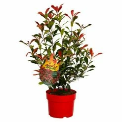 BAUHAUS Glanzmispel Photinia Fraseri 'Devils Dream'®