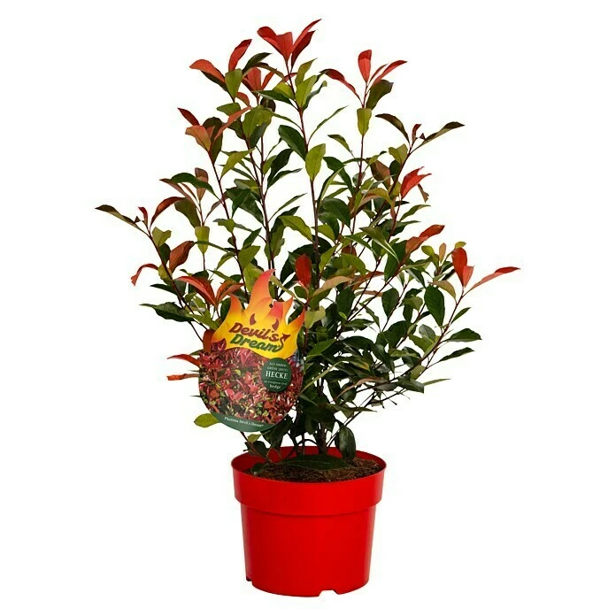 BAUHAUS Glanzmispel Photinia Fraseri 'Devils Dream'® 3 BAUHAUS Glanzmispel Photinia Fraseri 'Devils Dream'®