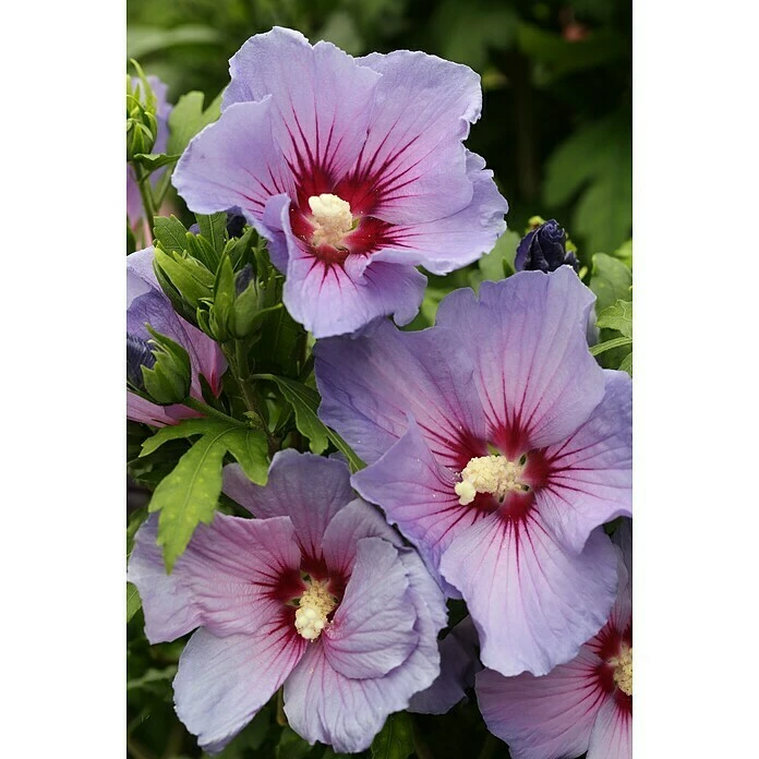 BAUHAUS Garteneibisch Hibiscus Syriacus 'Blue Bird', Aktuelle Wuchshöhe: 80 Cm - 100 Cm 3 BAUHAUS Garteneibisch Hibiscus Syriacus 'Blue Bird', Aktuelle Wuchshöhe: 80 Cm - 100 Cm