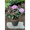 BAUHAUS Großblumiger Rhododendron Rhododendron 'Pfauenauge'® EASYDENDRON®, Topfvolumen: 5 L, Lila 1 BAUHAUS Großblumiger Rhododendron Rhododendron 'Pfauenauge'® EASYDENDRON®, Topfvolumen: 5 L, Lila -Gartenpflanzen Verkäufe 12 212