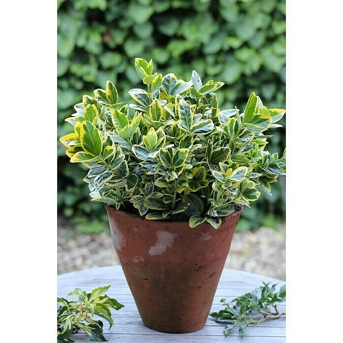 BAUHAUS Spindelstrauch Euonymus Japonicus 'Marieke', Topfvolumen: 2 L, Grün Mit Gelb 3 BAUHAUS Spindelstrauch Euonymus Japonicus 'Marieke', Topfvolumen: 2 L, Grün Mit Gelb