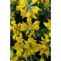 BAUHAUS Ginster Genista Hispanica, Topfvolumen: 2 L, Gelb
