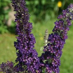 BAUHAUS Sommerflieder Buddleja Davidii 'Buzz Midnight'(S), Violett