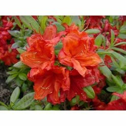 BAUHAUS Rhododendron Rhododendron Luteum 'Feuerwerk', Topfvolumen: 4,6 L, Rot/Orange -Gartenpflanzen Verkäufe 12 218