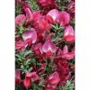 BAUHAUS Ginster Cytisus Scoparius 'Boskoop Ruby', Topfvolumen: 4 L, Purpurrot -Gartenpflanzen Verkäufe 12 219