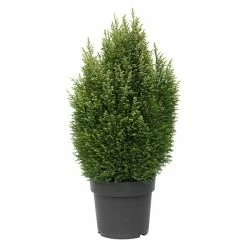 BAUHAUS Lawsons Scheinzypresse Chamaecyparis Lawsoniana 'Snow White', Aktuelle Wuchshöhe: 20 Cm - 30 Cm