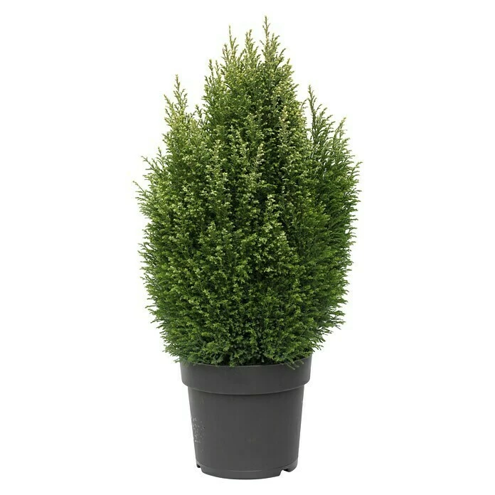 BAUHAUS Lawsons Scheinzypresse Chamaecyparis Lawsoniana 'Snow White', Aktuelle Wuchshöhe: 20 Cm - 30 Cm 3 BAUHAUS Lawsons Scheinzypresse Chamaecyparis Lawsoniana 'Snow White', Aktuelle Wuchshöhe: 20 Cm - 30 Cm