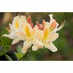 BAUHAUS Rhododendron Rhododendron Luteum 'Daviesii', Creme, Topfvolumen: 4,6 L -Gartenpflanzen Verkäufe 12 221