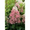BAUHAUS Rispen-Hortensie Hydrangea Paniculata 'Pinky Winky'®, Weiß/Rosa -Gartenpflanzen Verkäufe 12 222