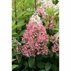 BAUHAUS Rispen-Hortensie Hydrangea Paniculata 'Pinky Winky'®, Weiß/Rosa