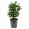 BAUHAUS Hinoki-Scheinzypresse Chamaecyparis Obtusa 'Drath', Aktuelle Wuchshöhe: 15 Cm - 20 Cm -Gartenpflanzen Verkäufe 12 223