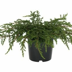 BAUHAUS Kriechwacholder Juniperus Communis 'Repanda', 2,3 L