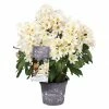 BAUHAUS Großblumiger Rhododendron Rhododendron INKARHO® 'Weiße Dufthecke', Topfvolumen: 5 L, Weiß -Gartenpflanzen Verkäufe 12 225