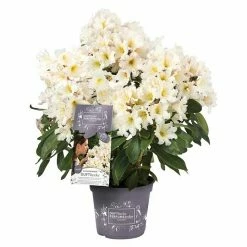 BAUHAUS Großblumiger Rhododendron Rhododendron INKARHO® 'Weiße Dufthecke', Topfvolumen: 5 L, Weiß