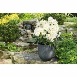 BAUHAUS Großblumiger Rhododendron Rhododendron INKARHO® 'Weiße Dufthecke', Topfvolumen: 5 L, Weiß -Gartenpflanzen Verkäufe 12 227