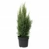 BAUHAUS Lawsons Scheinzypresse Chamaecyparis Lawsoniana 'White Spot', Aktuelle Wuchshöhe: 50 Cm - 70 Cm -Gartenpflanzen Verkäufe 12 228