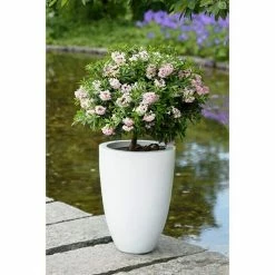 BAUHAUS Zwergrhododendron Rhododendron Micranthum 'Bloombux'®, Topfvolumen: 5 L, Rosa