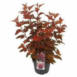 BAUHAUS Blasenspiere Physocarpus Opulifolius 'Little Angel'®, Topfvolumen: 4,6 L, 40 Cm - 60 Cm