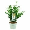 BAUHAUS Pfeifenstrauch Philadelphus Fl'Aroma® 'Spicy White', 5 L, Weiß -Gartenpflanzen Verkäufe 12 231