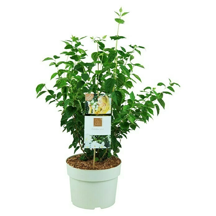 BAUHAUS Pfeifenstrauch Philadelphus Fl'Aroma® 'Spicy White', 5 L, Weiß 3 BAUHAUS Pfeifenstrauch Philadelphus Fl'Aroma® 'Spicy White', 5 L, Weiß