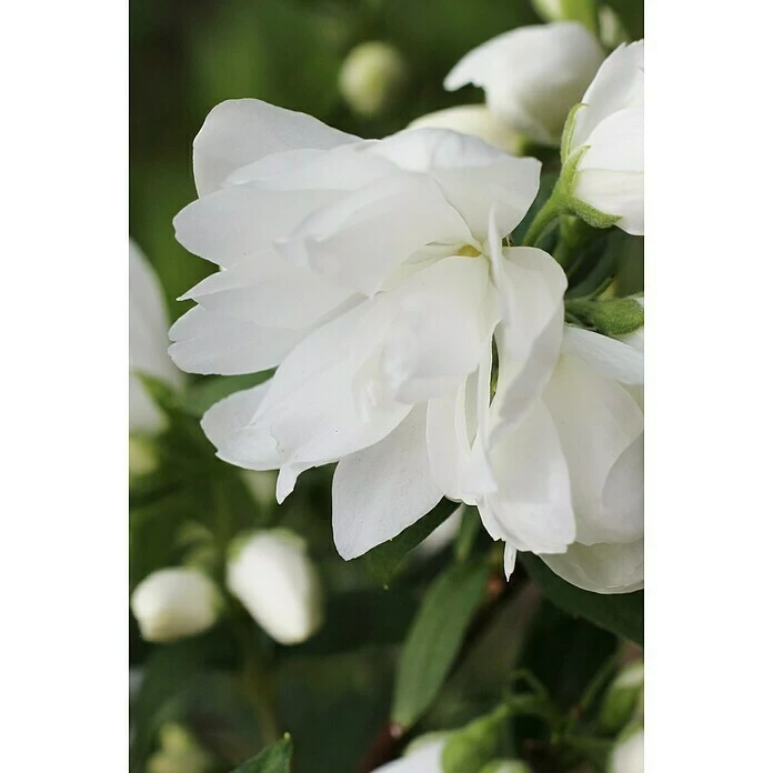 BAUHAUS Pfeifenstrauch Philadelphus Fl'Aroma® 'Spicy White', 5 L, Weiß 4 BAUHAUS Pfeifenstrauch Philadelphus Fl'Aroma® 'Spicy White', 5 L, Weiß – Bild 2