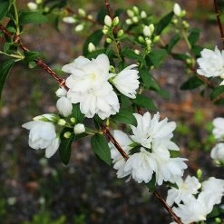 BAUHAUS Pfeifenstrauch Philadelphus Fl'Aroma® 'Spicy White', 5 L, Weiß 7 BAUHAUS Pfeifenstrauch Philadelphus Fl'Aroma® 'Spicy White', 5 L, Weiß -Gartenpflanzen Verkäufe 12 233