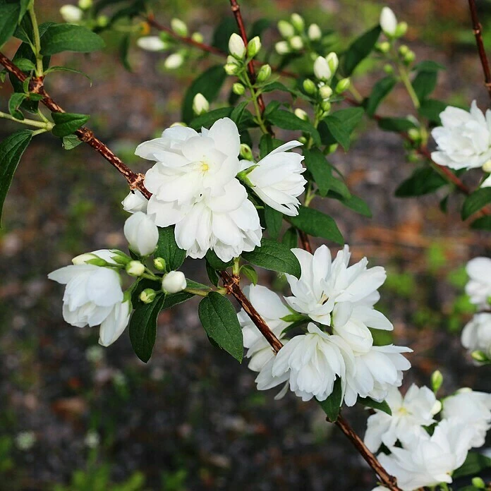 BAUHAUS Pfeifenstrauch Philadelphus Fl'Aroma® 'Spicy White', 5 L, Weiß 5 BAUHAUS Pfeifenstrauch Philadelphus Fl'Aroma® 'Spicy White', 5 L, Weiß – Bild 3