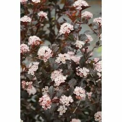 BAUHAUS Blasenspiere Physocarpus Opulifolius 'Summer Wine'®, Topfvolumen: 4,6 L, 40 Cm - 60 Cm