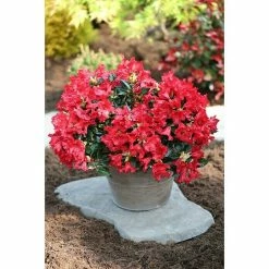 BAUHAUS Zwergrhododendron Rhododendron Repens 'Baden Baden', Topfvolumen: 4 L, Rot