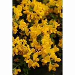 BAUHAUS Ginster Genista Pilosa 'Lemon Spreader', Topfvolumen: 2 L, Goldgelb