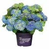 BAUHAUS Bauernhortensie Hydrangea Macrophylla 'Forever & Ever'®, Topfvolumen: 5 L, Blau -Gartenpflanzen Verkäufe 12 24
