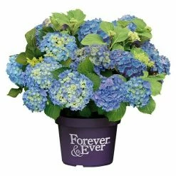 BAUHAUS Bauernhortensie Hydrangea Macrophylla 'Forever & Ever'®, Topfvolumen: 5 L, Blau