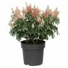 BAUHAUS Japanisches Schattenglöckchen Pieris Japonica 'Bonfire', Topfvolumen: 6 L -Gartenpflanzen Verkäufe 12 240