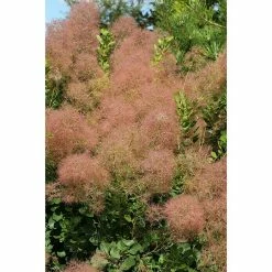 BAUHAUS Perückenstrauch Cotinus Coggygria 'Young Lady'(S), 40 Cm - 60 Cm, Topfvolumen: 6 L