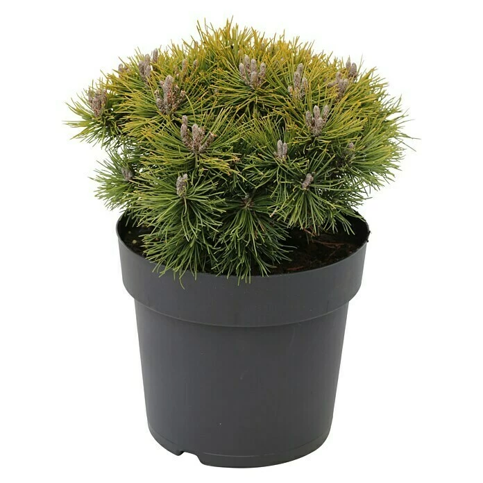 BAUHAUS Berg-Kiefer Pinus Mugo 'Mops', Topfvolumen: 2,3 L, Aktuelle Wuchshöhe: 10 Cm 3 BAUHAUS Berg-Kiefer Pinus Mugo 'Mops', Topfvolumen: 2,3 L, Aktuelle Wuchshöhe: 10 Cm