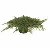 BAUHAUS Gemeiner Wacholder Juniperus Communis 'Green Carpet', Topfvolumen: 2,3 L, Aktuelle Wuchshöhe: 20 Cm - 30 Cm -Gartenpflanzen Verkäufe 12 243