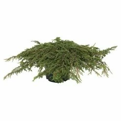 BAUHAUS Gemeiner Wacholder Juniperus Communis 'Green Carpet', Topfvolumen: 2,3 L, Aktuelle Wuchshöhe: 20 Cm - 30 Cm