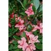 BAUHAUS Rhododendron Rhododendron Viscosum 'Weston's Sparkler', Topfvolumen: 4,6 L, Dunkelrosa