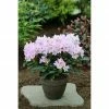 BAUHAUS Großblumiger Rhododendron Rhododendron INKARHO® 'Rosa Dufthecke', Topfvolumen: 5 L, Rosa -Gartenpflanzen Verkäufe 12 247