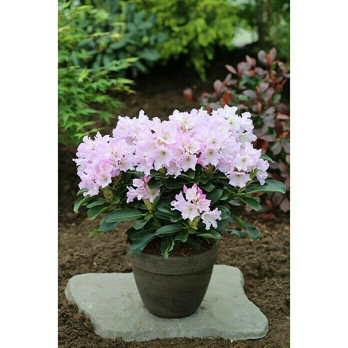 BAUHAUS Großblumiger Rhododendron Rhododendron INKARHO® 'Rosa Dufthecke', Topfvolumen: 5 L, Rosa 3 BAUHAUS Großblumiger Rhododendron Rhododendron INKARHO® 'Rosa Dufthecke', Topfvolumen: 5 L, Rosa