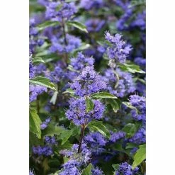 BAUHAUS Bartblume Caryopteris Clandonensis 'Grand Bleu'®