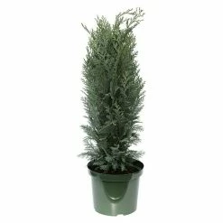 BAUHAUS Blaue Scheinzypresse Chamaecyparis Lawsoniana 'Columnaris', Aktuelle Wuchshöhe: 20 Cm - 30 Cm
