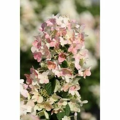 BAUHAUS Rispen-Hortensie Hydrangea Paniculata 'Magical Candle'®, Grünweiß