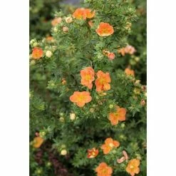 BAUHAUS Fingerstrauch Potentilla Fruticosa 'Red Ace', Orangerot