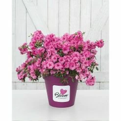 BAUHAUS Japanische Azalee Rhododendron Obtusum 'BloomChampion® Fuchsia', Magenta, Topfvolumen: 3 L