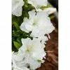 BAUHAUS Japanische Azalee Rhododendron Obtusum 'Feenkissen'® EU (S), Topfvolumen: 2,3 L, Weiß -Gartenpflanzen Verkäufe 12 252