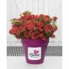 BAUHAUS Japanische Azalee Rhododendron Obtusum 'BloomChampion® Red', Rot, Topfvolumen: 3 L -Gartenpflanzen Verkäufe 12 254